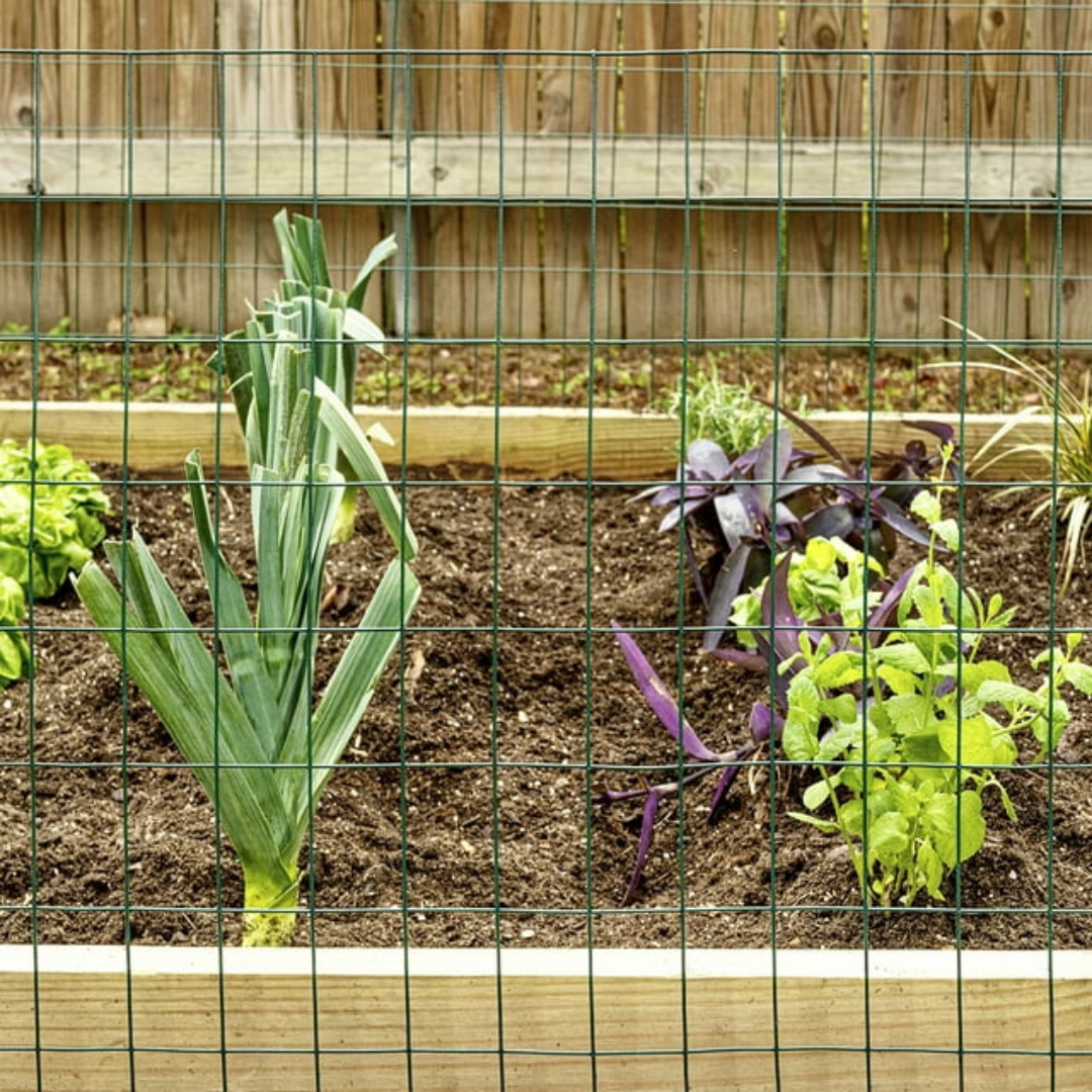 Metalna mreža za ograđivanje, plastificirana zelena (2,2 mm x 25 m) - visina 1,0 m - Slika 8